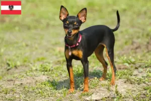 Lee más sobre el artículo Prager Rattler criadores y cachorros en Austria