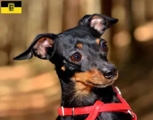 Lee más sobre el artículo Criadores de Prager Rattler y cachorros en Baden-Württemberg