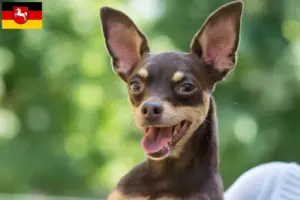 Lee más sobre el artículo Criadores y cachorros de Prager Rattler en Baja Sajonia