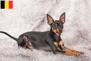 Lee más sobre el artículo Criadores y cachorros de Prager Rattler en Bélgica