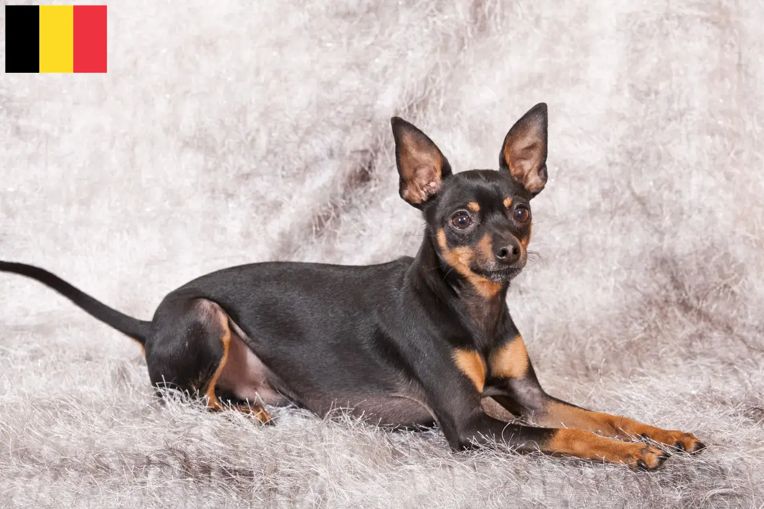 Prager Rattler cachorros y criadores Bélgica Aquí puedes encontrar criadores de Prager Rattler en Bélgica.