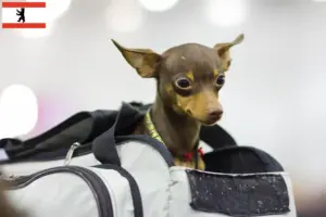 Lee más sobre el artículo Criadores y cachorros de Prager Rattler en Berlín