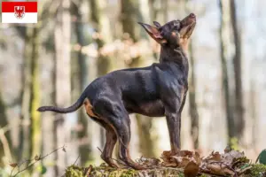 Lee más sobre el artículo Criadores y cachorros de Prager Rattler en Brandenburgo