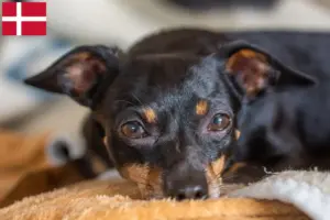 Lee más sobre el artículo Prager Rattler criadores y cachorros en Dinamarca