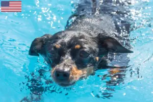 Lee más sobre el artículo Praga Rattler criadores y cachorros en los EE.UU.