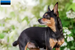 Lee más sobre el artículo Criadores y cachorros de Cascabel de Praga en Estonia