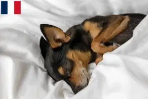 Lee más sobre el artículo Criadores y cachorros de Prager Rattler en Francia