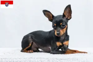 Lee más sobre el artículo Criadores de Prager Rattler y cachorros en Hessen