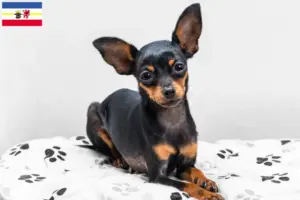 Lee más sobre el artículo Criadores y cachorros de Prager Rattler en Mecklemburgo-Pomerania Occidental