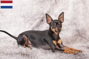 Lee más sobre el artículo Criadores y cachorros de Prager Rattler en los Países Bajos