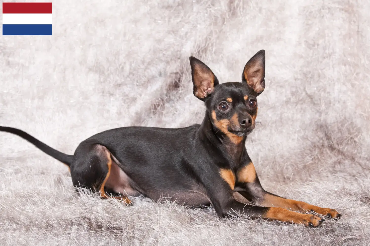 Prager Rattler cachorros y criadores Países Bajos Aquí puedes encontrar criadores de Prager Rattler en los Países Bajos.