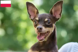 Lee más sobre el artículo Criadores y cachorros de Cascabel de Praga en Polonia