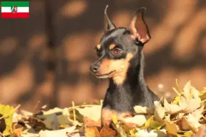 Lee más sobre el artículo Criadores y cachorros de Prager Rattler en Renania del Norte-Westfalia