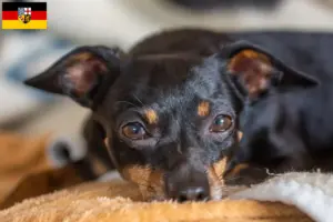 Lee más sobre el artículo Criadores y cachorros de Prager Rattler en Sarre