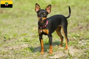 Lee más sobre el artículo Criadores y cachorros de Prager Rattler en Sajonia-Anhalt