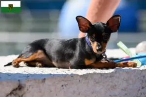 Lee más sobre el artículo Criadores y cachorros de Prager Rattler en Sajonia