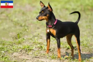 Lee más sobre el artículo Criadores y cachorros de Prager Rattler en Schleswig-Holstein