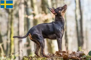 Lee más sobre el artículo Criadores y cachorros de Prager Rattler en Suecia