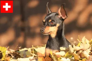 Lee más sobre el artículo Prager Rattler criadores y cachorros en Suiza