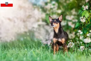 Lee más sobre el artículo Criadores y cachorros de Prager Rattler en Turingia