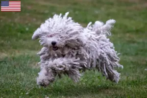 Lee más sobre el artículo Criadores de Puli y cachorros en EE.UU.