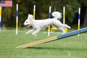 Lee más sobre el artículo Criadores y cachorros de Pumi en EE.UU.