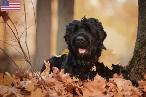 Lee más sobre el artículo Criador de Terrier Negro Ruso y Cachorros en EE.UU.