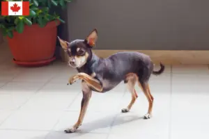 Lee más sobre el artículo Criadores y cachorros de Russkiy Toy en Canadá