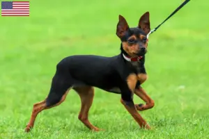 Lee más sobre el artículo Criadores de Russkiy Toy y cachorros en EE.UU.