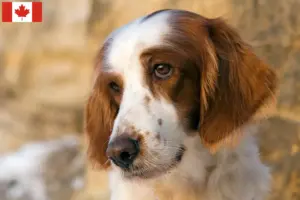 Lee más sobre el artículo Criadores y cachorros de Setter Irlandés Rojo y Blanco en Canadá
