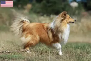 Lee más sobre el artículo Criadores y cachorros de Sheltie en EE.UU.