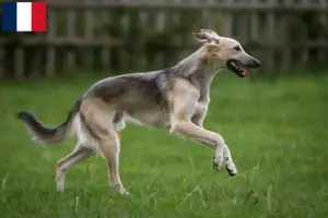 Lee más sobre el artículo Criadores y cachorros de Silken Windsprite en Francia