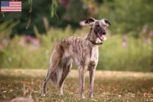 Lee más sobre el artículo Silken Windsprite criadores y cachorros en los EE.UU.