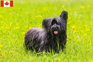 Lee más sobre el artículo Criadores y cachorros de Skye Terrier en Canadá