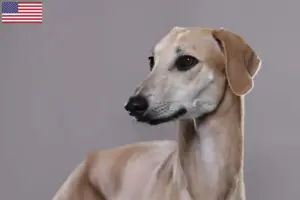 Lee más sobre el artículo Criadores de Sloughi y cachorros en EE.UU.