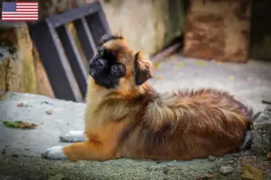 Lee más sobre el artículo Criadores de Spaniel Tibetano y cachorros en EE.UU.