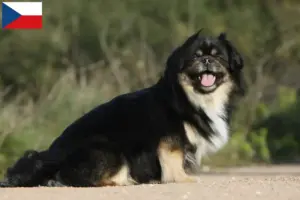 Lee más sobre el artículo Criadores de Spaniel Tibetano y cachorros en la República Checa
