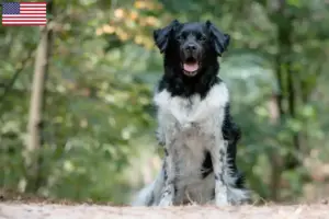 Lee más sobre el artículo Stabij criadores y cachorros en los EE.UU.