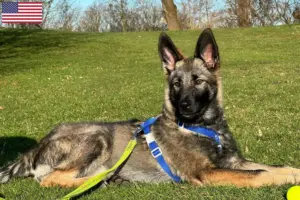 Lee más sobre el artículo Sylvan Companion Dog criadores y cachorros en los EE.UU.