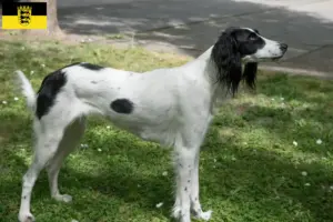 Lee más sobre el artículo Criadores de Taigan y cachorros en Baden-Württemberg