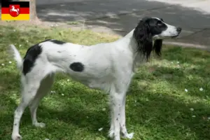 Lee más sobre el artículo Criadores de Taigan y cachorros en Baja Sajonia