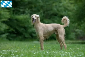 Lee más sobre el artículo Criadores de Taigan y cachorros en Baviera