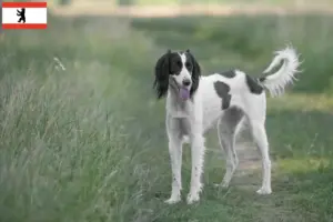 Lee más sobre el artículo Criadores de Taigan y cachorros en Berlín