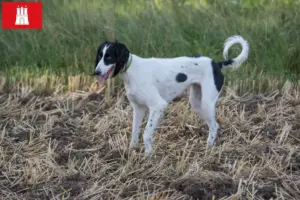 Lee más sobre el artículo Criadores de Taigan y cachorros en Hamburgo