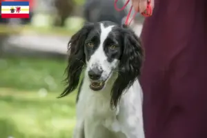 Lee más sobre el artículo Criadores de Taigan y cachorros en Mecklemburgo-Pomerania Occidental