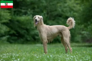 Lee más sobre el artículo Criadores de Taigan y cachorros en Renania del Norte-Westfalia