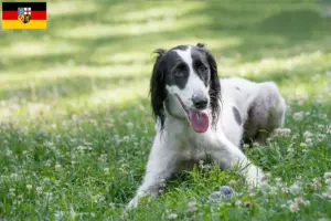 Lee más sobre el artículo Criadores de Taigan y cachorros en Sarre