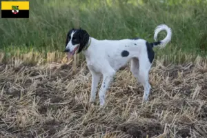 Lee más sobre el artículo Criadores de Taigan y cachorros en Sajonia-Anhalt