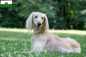 Lee más sobre el artículo Criadores de Taigan y cachorros en Sajonia