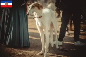 Lee más sobre el artículo Criadores de Taigan y cachorros en Schleswig-Holstein